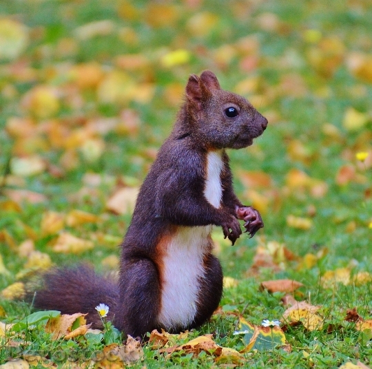 Devostock Squirrel Nager Cute Nature 15