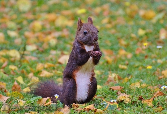 Devostock Squirrel Nager Cute Nature 16