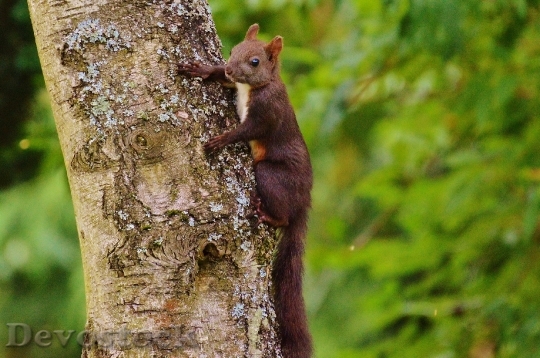 Devostock Squirrel Nager Cute Nature 19