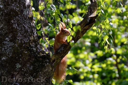 Devostock Squirrel Nager Cute Nature 20