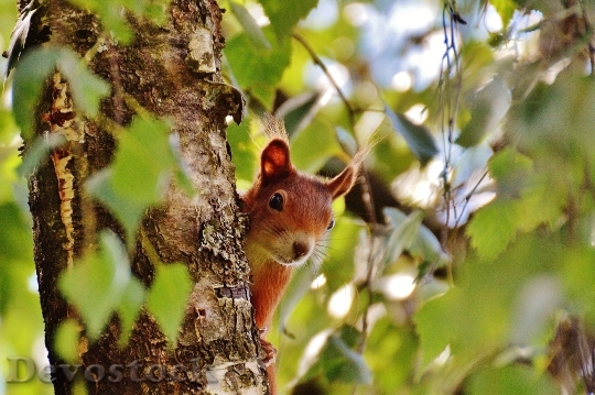 Devostock Squirrel Nager Cute Nature 21