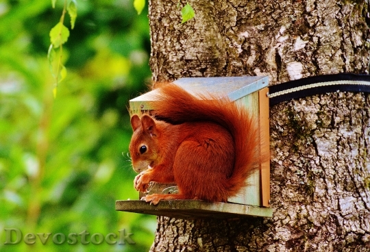 Devostock Squirrel Nager Cute Nature 22