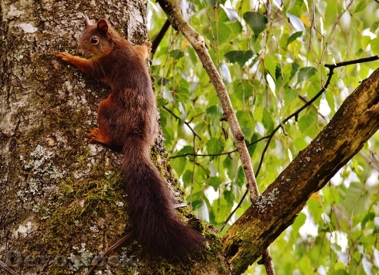 Devostock Squirrel Nager Cute Nature 23
