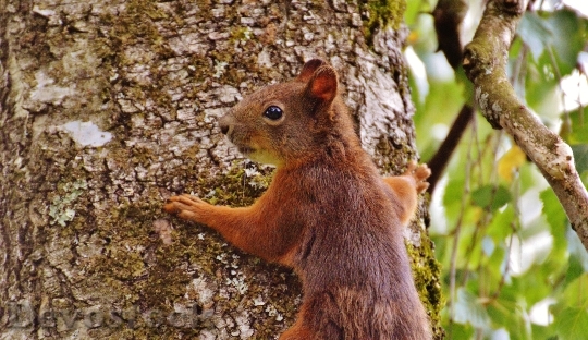 Devostock Squirrel Nager Cute Nature 24