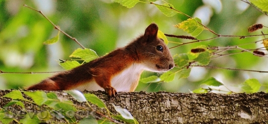 Devostock Squirrel Nager Cute Nature 25
