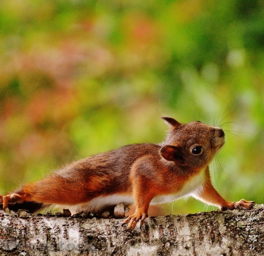 Devostock Squirrel Nager Cute Nature 26