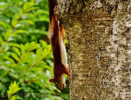 Devostock Squirrel Nager Cute Nature 27