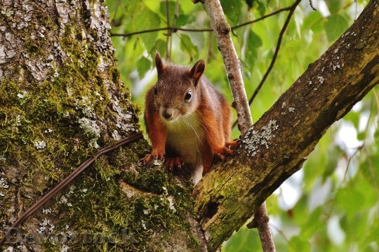 Devostock Squirrel Nager Cute Nature 28