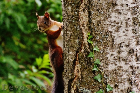Devostock Squirrel Nager Cute Nature 29
