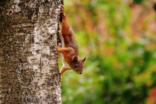 Devostock Squirrel Nager Cute Nature 30