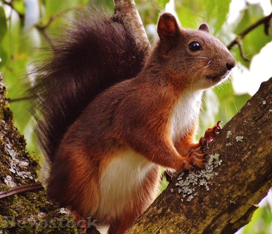 Devostock Squirrel Nager Cute Nature 32