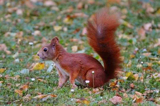 Devostock Squirrel Nager Cute Nature