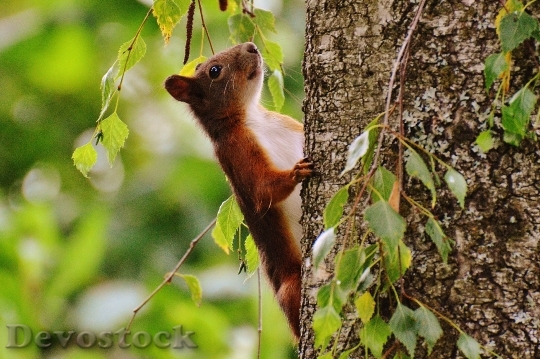 Devostock Squirrel Nager Cute Nature 33