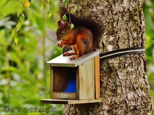 Devostock Squirrel Nager Cute Nature 36