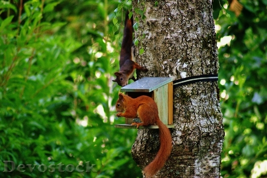 Devostock Squirrel Nager Cute Nature 37