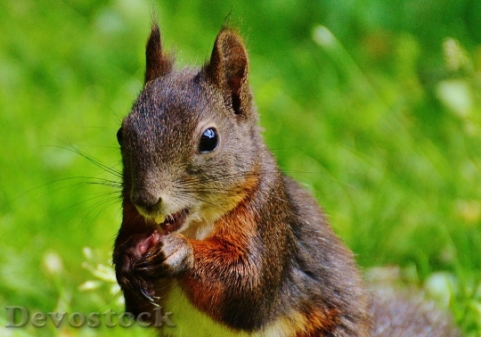 Devostock Squirrel Nager Cute Nature 39