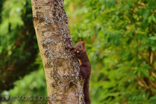 Devostock Squirrel Nager Cute Nature 4