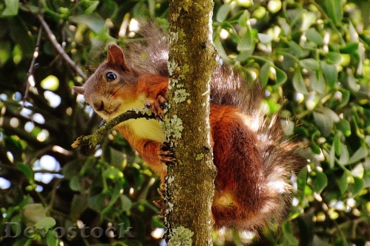 Devostock Squirrel Nager Cute Nature 40