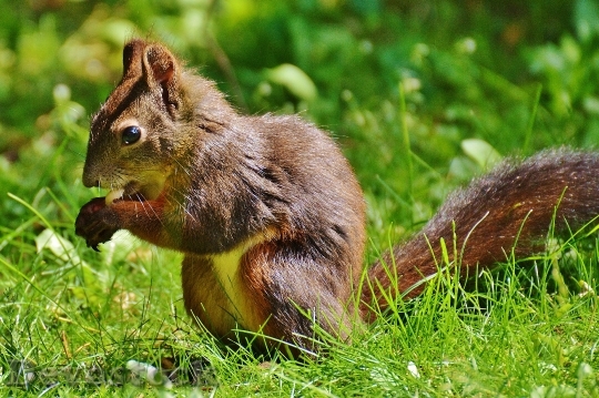 Devostock Squirrel Nager Cute Nature 41