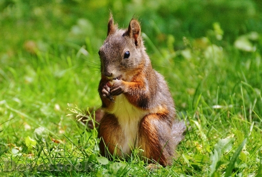 Devostock Squirrel Nager Cute Nature 42