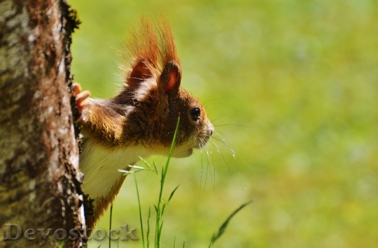 Devostock Squirrel Nager Cute Nature 44