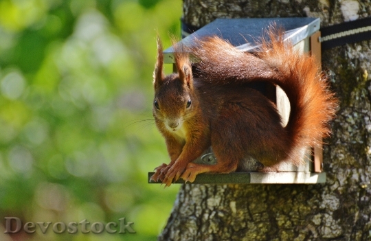 Devostock Squirrel Nager Cute Nature 46