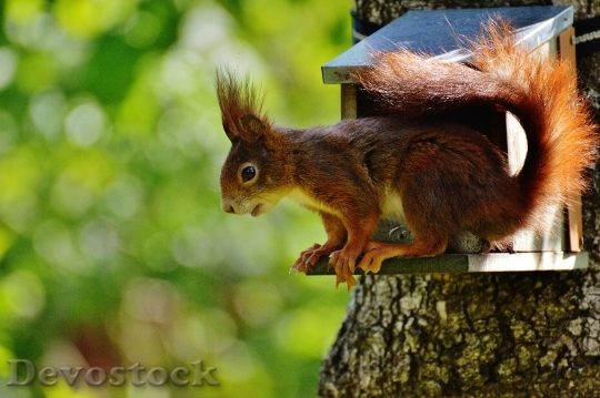 Devostock Squirrel Nager Cute Nature 47