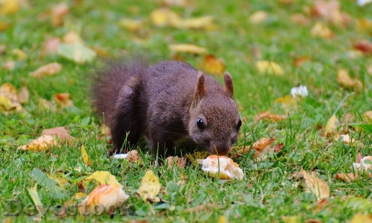Devostock Squirrel Nager Cute Nature 6