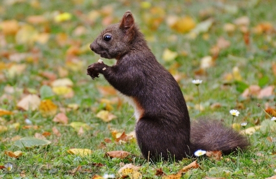 Devostock Squirrel Nager Cute Nature 8