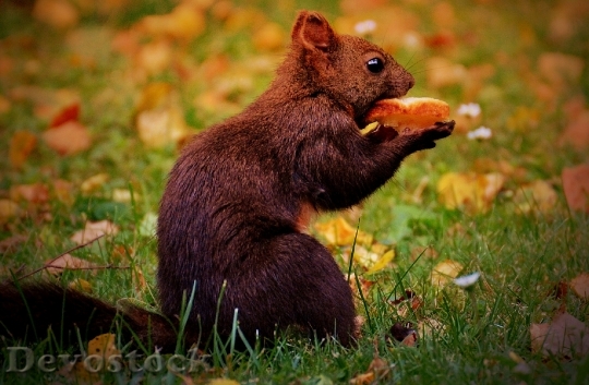 Devostock Squirrel Nager Cute Nature 9
