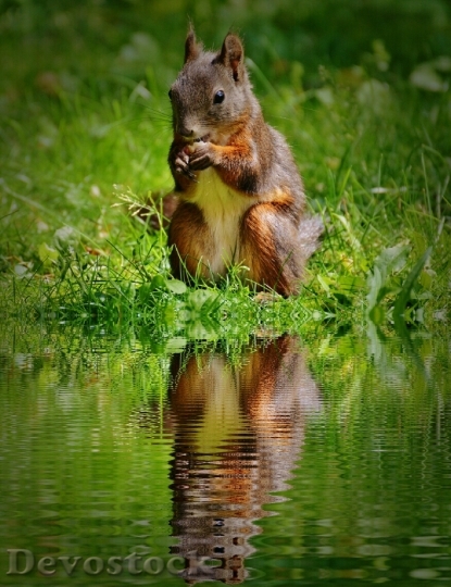 Devostock Squirrel Nager Cute Water