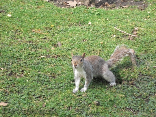 Devostock Squirrel Nager Rodent Animal