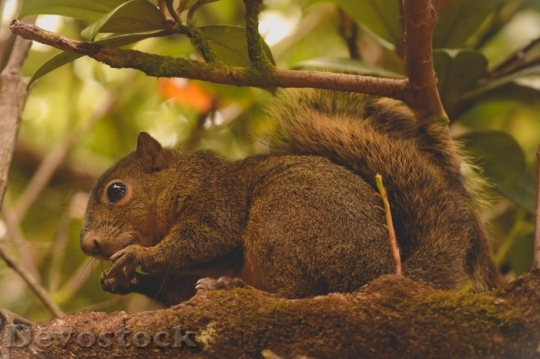Devostock Squirrel Nature Animal Animals