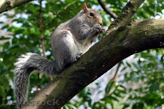 Devostock Squirrel Nature Animal Rodent