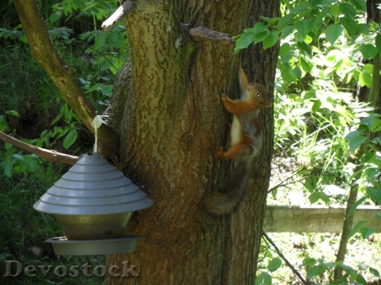 Devostock Squirrel Nature Animals Summer