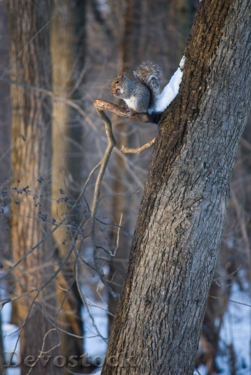 Devostock Squirrel Nature Eating Wildlife