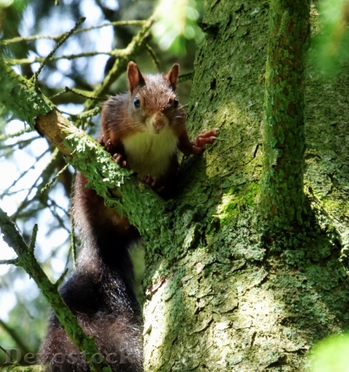Devostock Squirrel Nature Forest Green