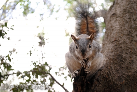 Devostock Squirrel Nature Forest Park