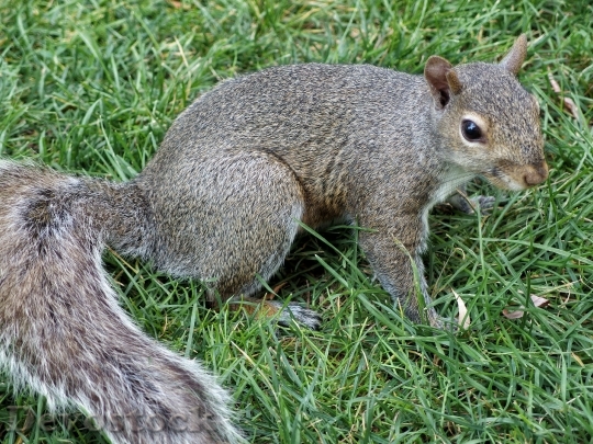 Devostock Squirrel Nature Rodent Park