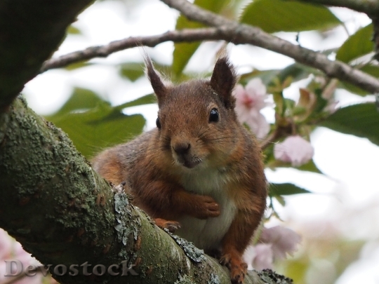 Devostock Squirrel Nature Tree Animals