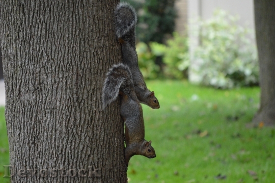 Devostock Squirrel Nature Wildlife Animal