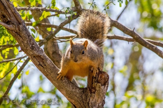 Devostock Squirrel Nature Wildlife Mammal