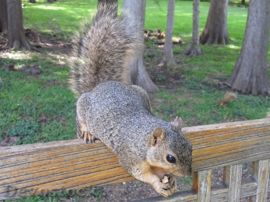 Devostock Squirrel Nut Bench Close