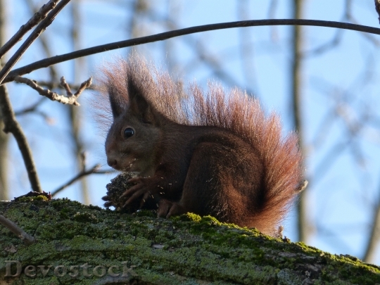 Devostock Squirrel Nut Eat Food
