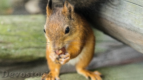 Devostock Squirrel Nut Wildlife Animal