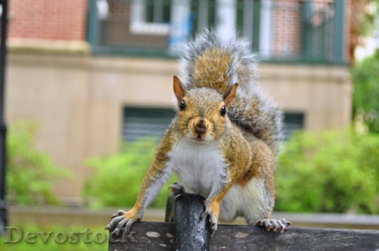 Devostock Squirrel Outdoors Animal Wild