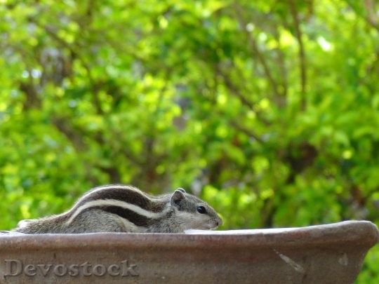 Devostock Squirrel Outdoors Close Up