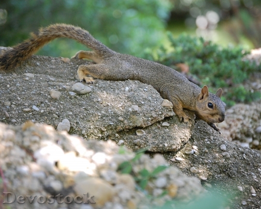 Devostock Squirrel Outdoors Rock Cute