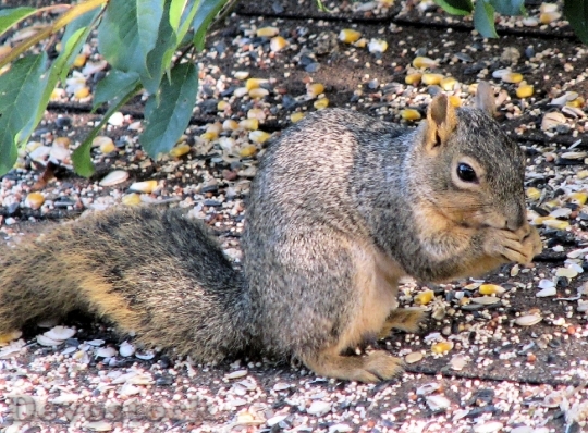 Devostock Squirrel Outside Animal Nature