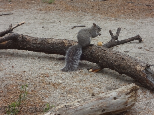 Devostock Squirrel Outside Nature 1242643